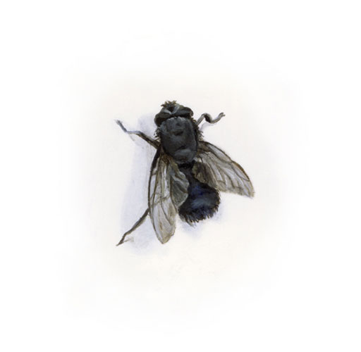  bluebottle for my tattoo because of the history of the fly in painting.